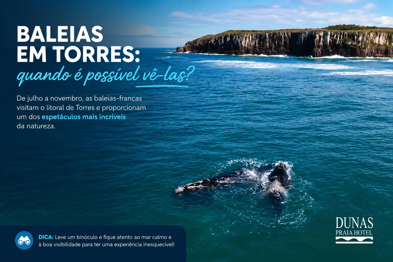 Baleia-franca no mar em frente às falésias de Torres